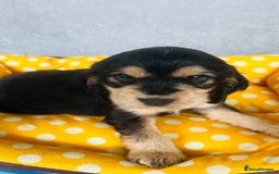 Cocker Spaniel dogs for sale: Kc reg show type cocker spaniel puppies  - Image 8