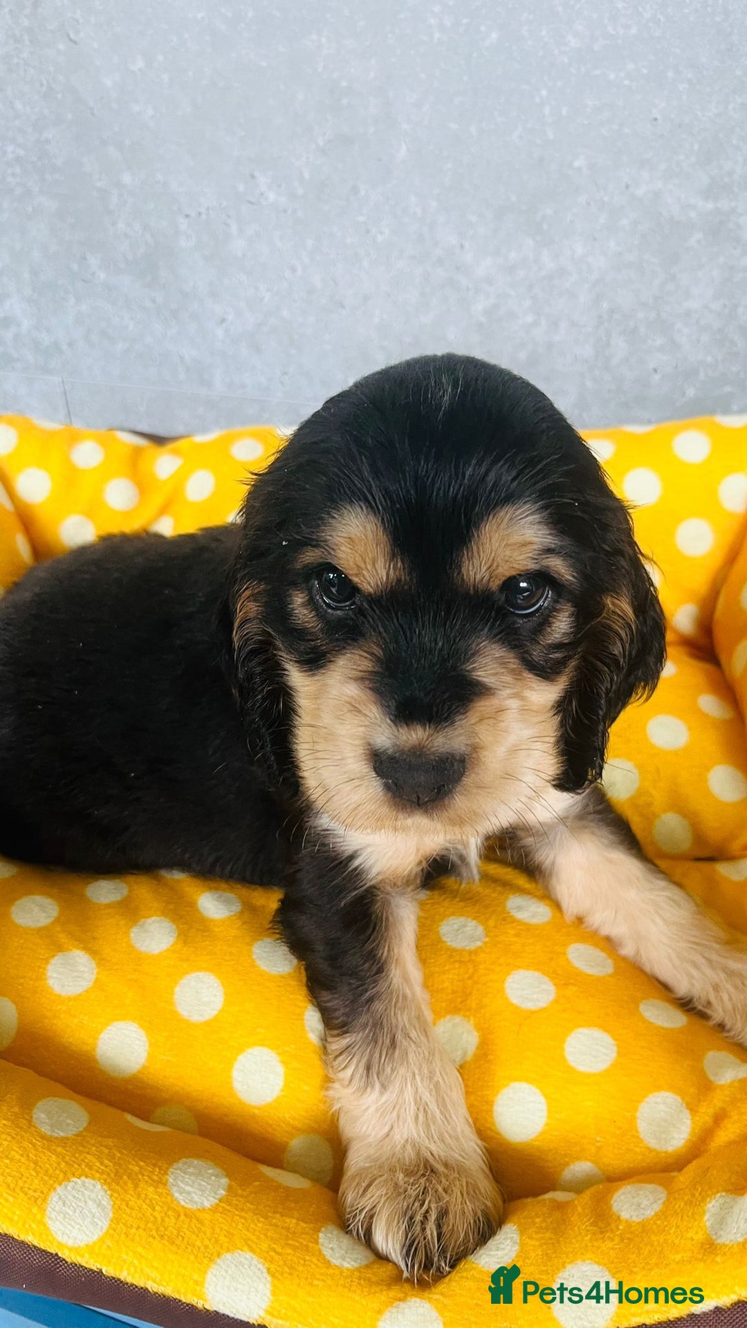 Cocker Spaniel dogs for sale: Kc reg show type cocker spaniel puppies  - Image 8