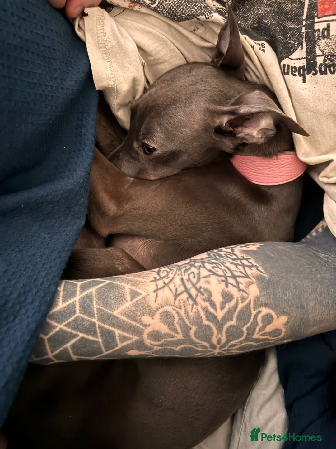 Whippet dogs for sale: Miss lady  - Advert 3