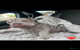 Shar Pei dogs for sale: Shar Pei Puppies  - Image 8