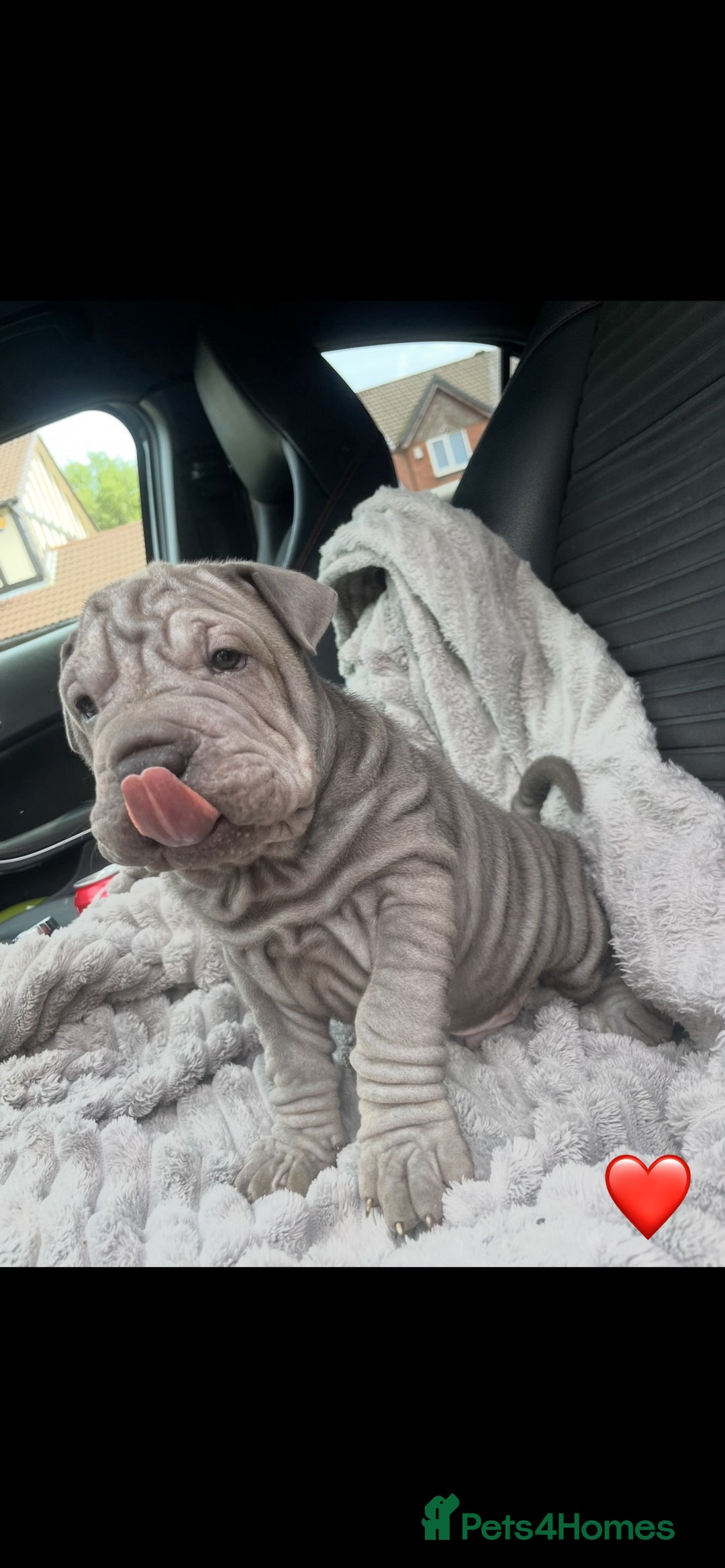 Shar Pei dogs for sale: Shar Pei Puppies  - Image 8