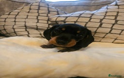 Miniature Dachshund dogs for sale: Exceptional pedigree miniature Dachshunds  - Image 8