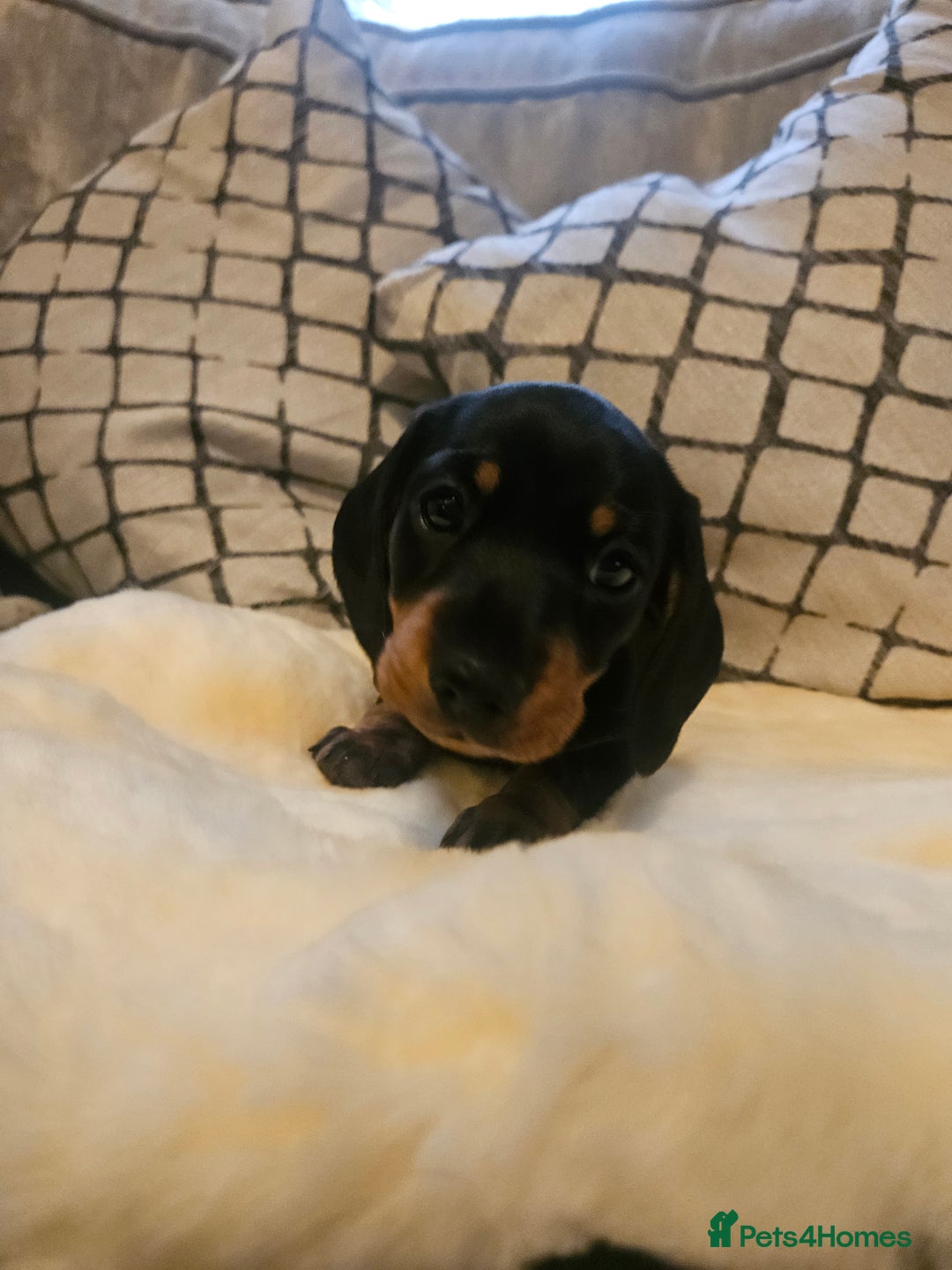 Miniature Dachshund dogs for sale: Exceptional pedigree miniature Dachshunds  - Image 8