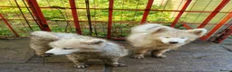 Samoyed dogs for sale: Samoyed puppies  in London - Advert 3