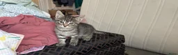 Mixed Breed cats for sale: Kittens for sale  - Advert 4