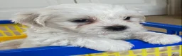 Mixed Breed dogs for sale: Lhatese puppies  - Advert 11