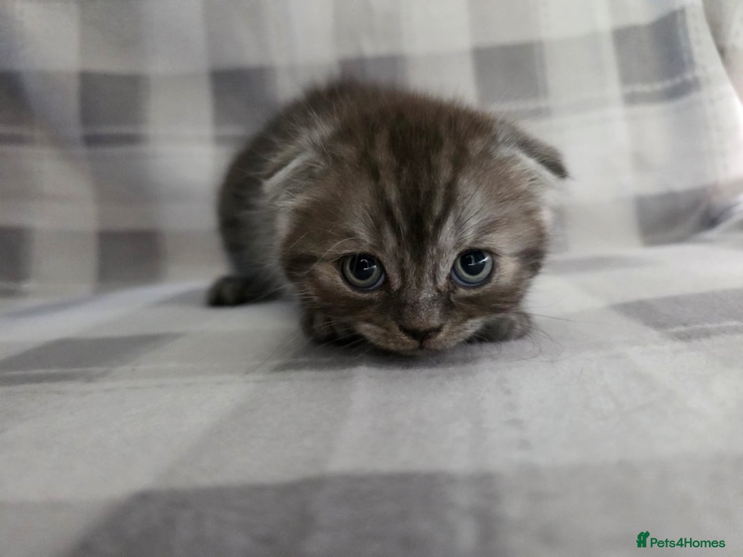 Scottish Fold cats for sale: Scottish-fold/straight ears kittens grey colour - Image 13