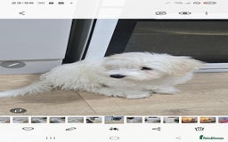 Maltese dogs for sale: Lovely maltese ready to go - Image 8