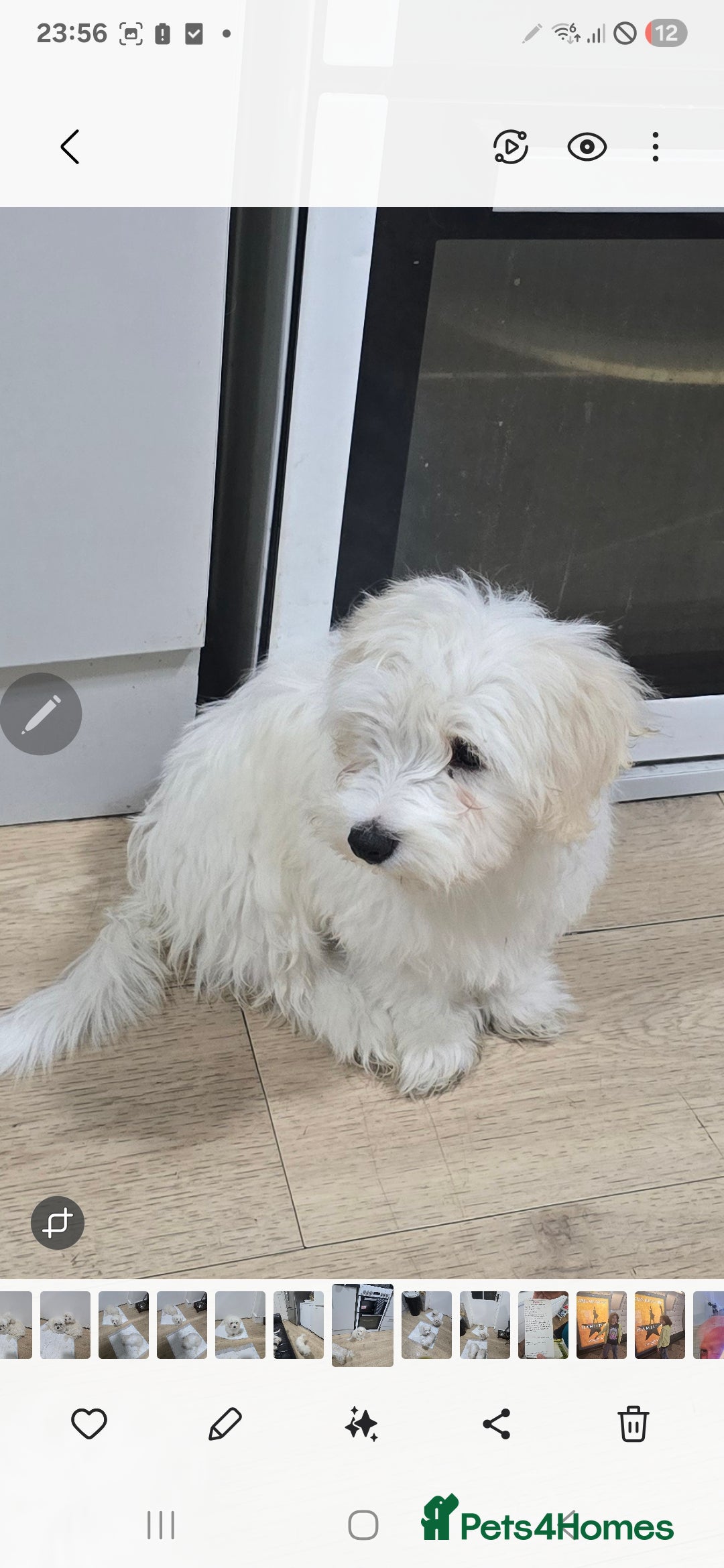 Maltese dogs for sale: Lovely maltese ready to go - Image 8