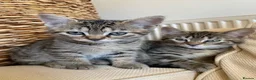 Bengal cats for sale: Bengal kittens for sale.  - Advert 4