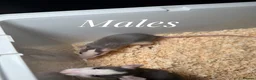 Rat rodents for sale: Mixed sex fancy rats - Advert 3