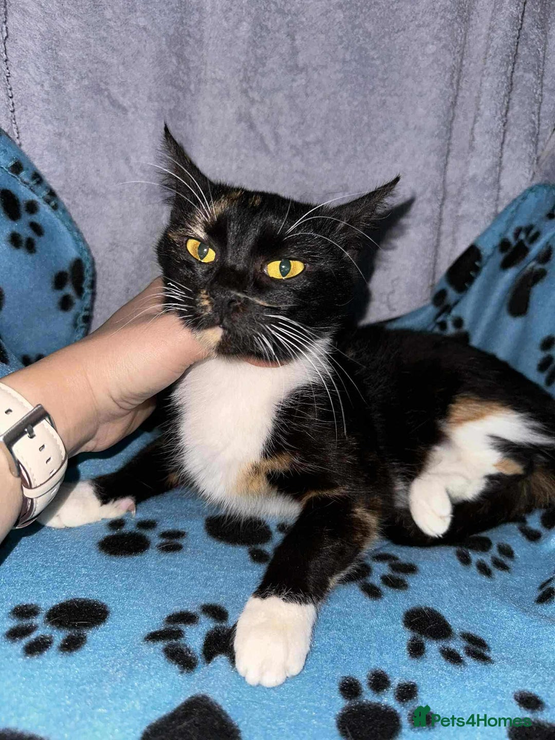 Mixed Breed cats for adoption: Star for adoption - Image 3