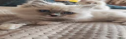 Ragdoll cats for sale: BEAUTIFUL RAGDOLLS KITTENS GCCF REGISTERED  - Advert 17