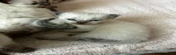Ragdoll cats for sale: Kittens for sale  in Newcastle upon Tyne - Advert 5