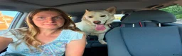 Mixed Breed dogs for adoption: 💙🐶 MOON – FROM A LOST DOG WITH NOWHERE TO GO... - Advert 7