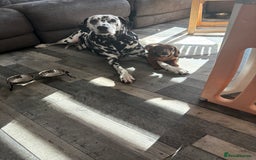 Dachshund dogs for sale: Ready now! Dachshund puppy/sausage dog 1 girl left - Image 17