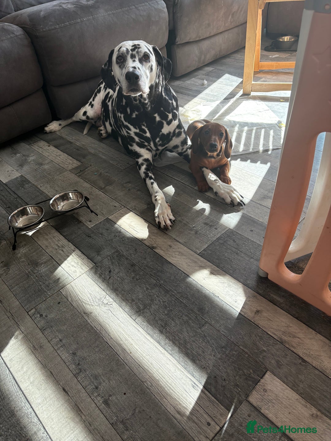 Dachshund dogs for sale: Ready now! Dachshund puppy/sausage dog 1 girl left - Image 17