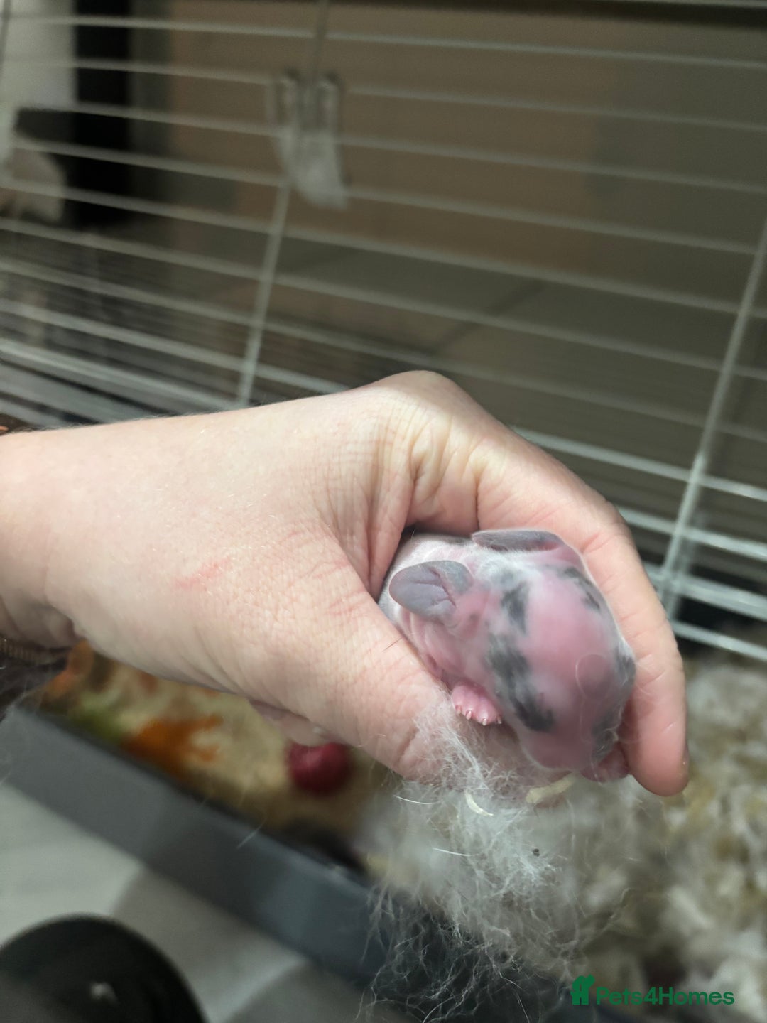 English Lop rabbits for sale: 4 baby rabbits  - Advert 8