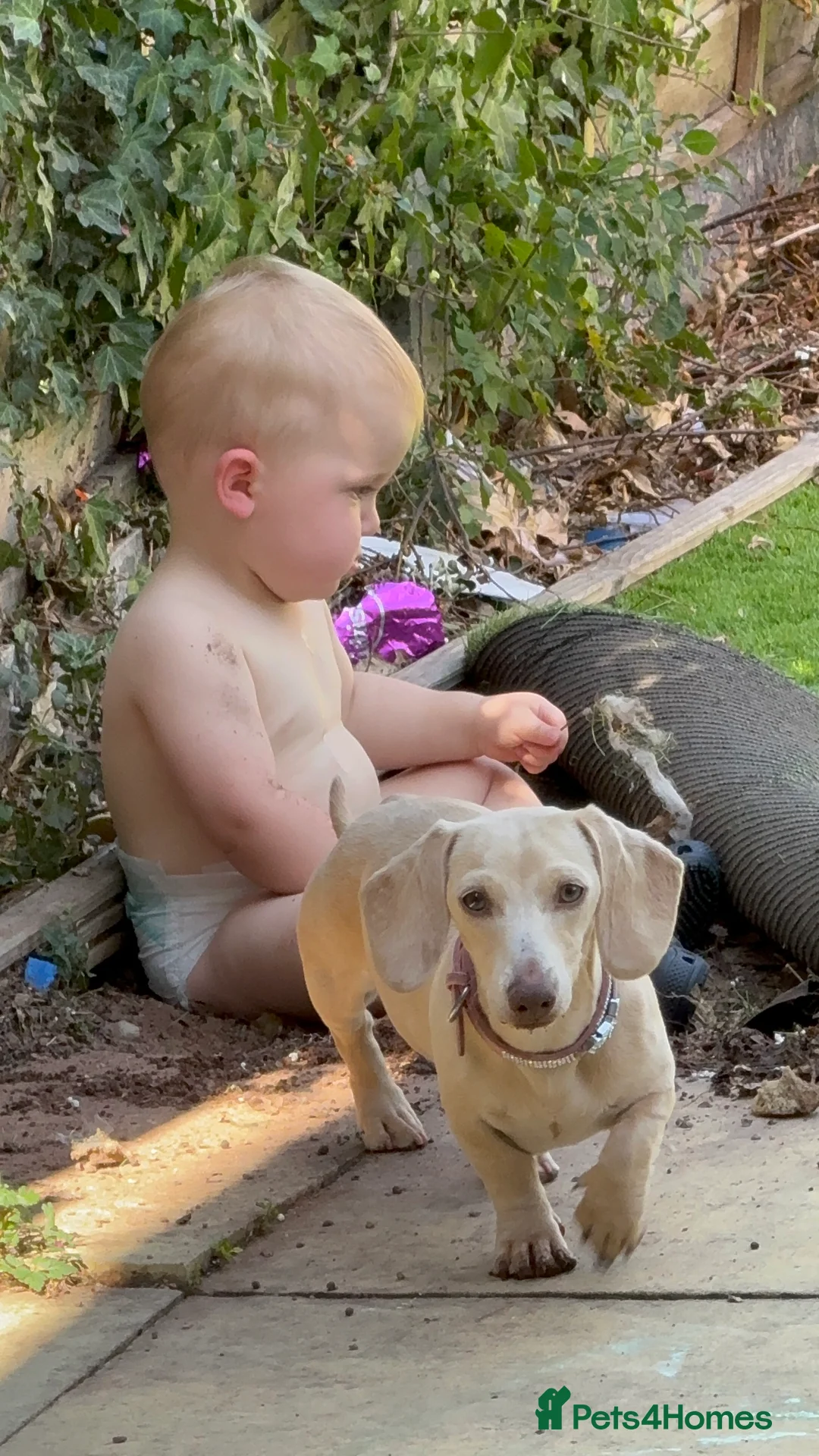 Miniature Dachshund dogs for sale: pure cream pink nose KC reg miniature dachshund  - Advert 5