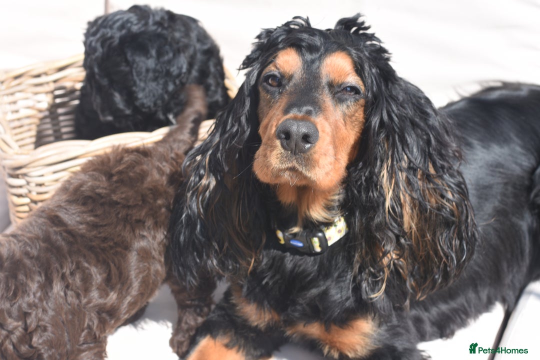 Cockapoo dogs for sale: Adorable Cockapoo Puppies – Ready This Friday 18th - Image 6