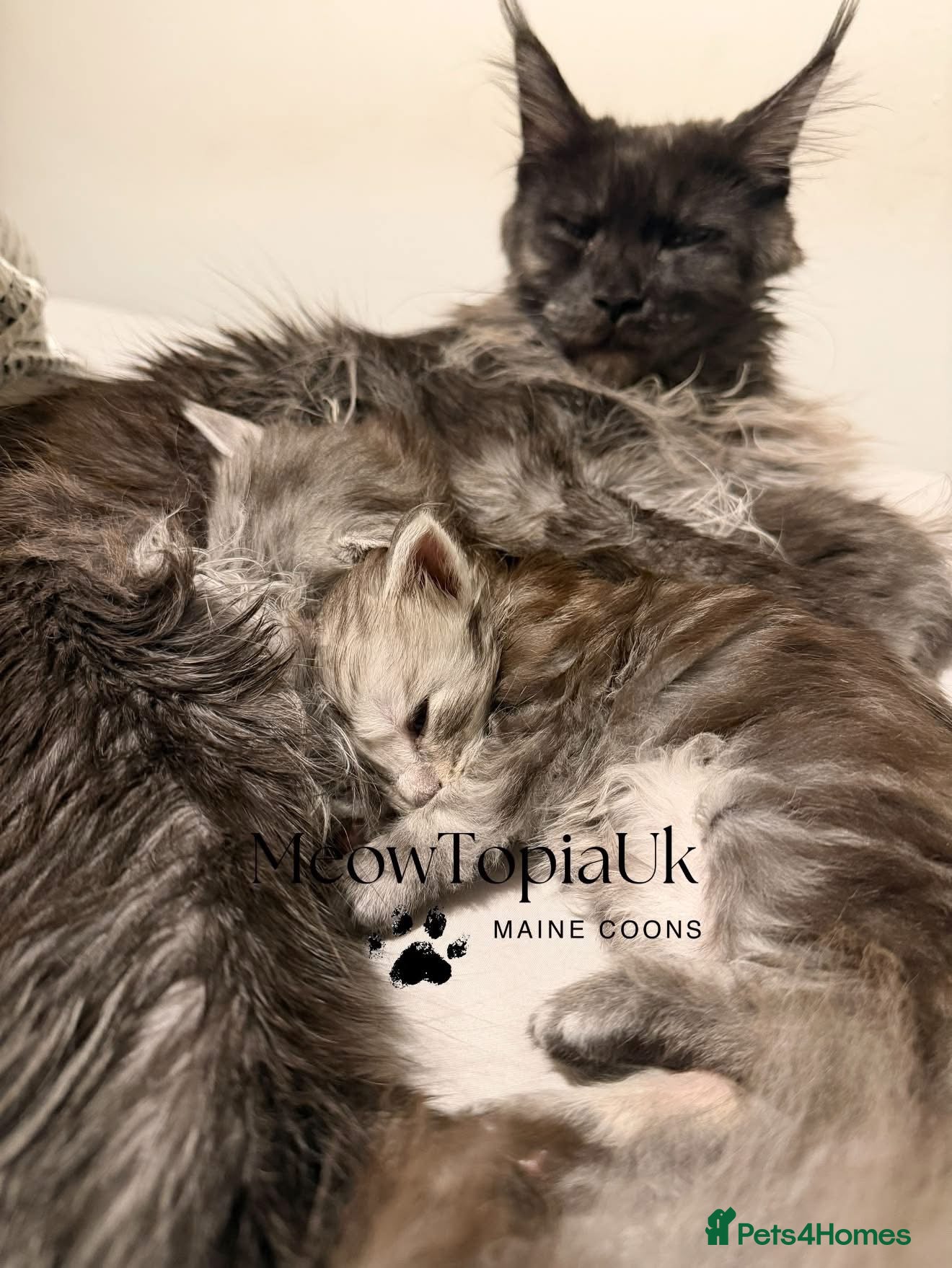 Maine Coon cats Beautiful pedigree Mainecoon kittens - Advert 2