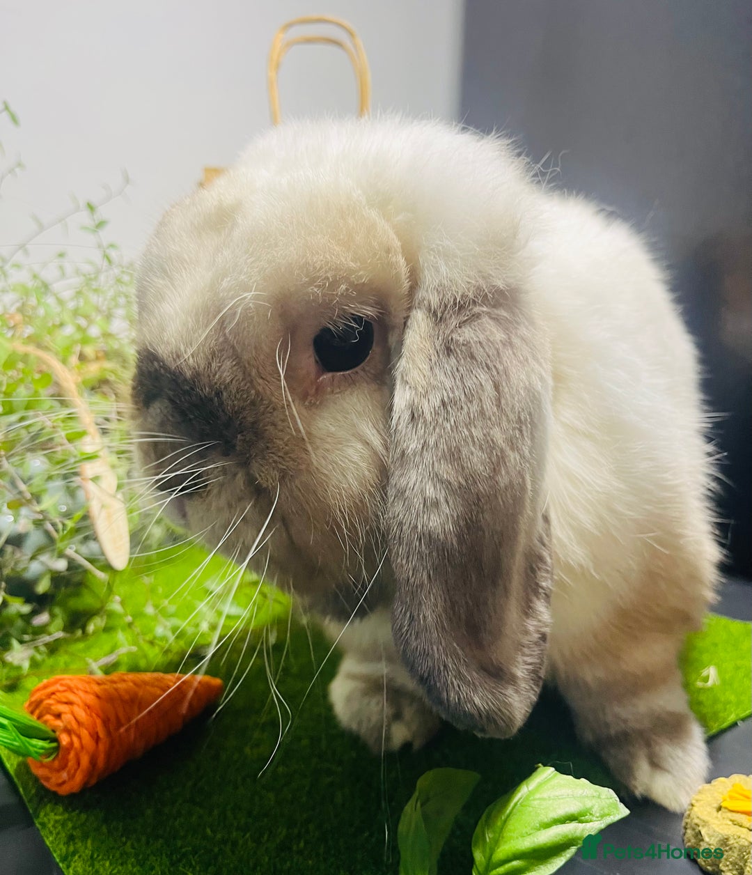 Mini Lop rabbits for sale: Beautiful pure bred Mini Lops  - Image 21