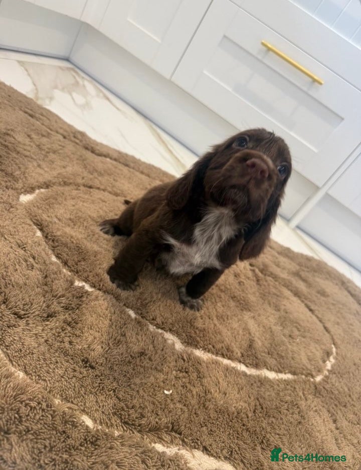 Cocker Spaniel dogs for sale: Cocker spaniel show type puppies  - Advert 6