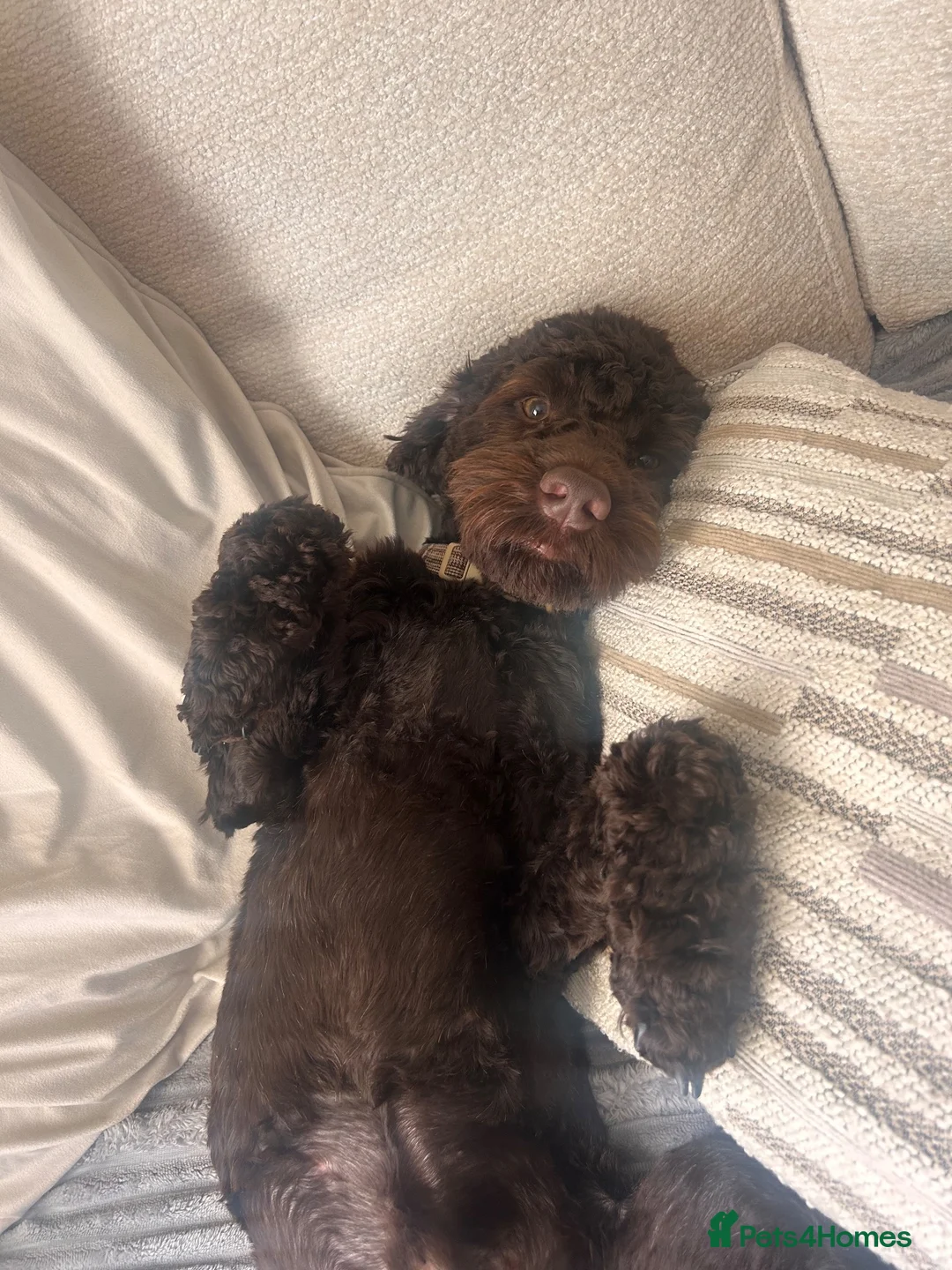 Cockapoo dogs for stud: Chocolate cockapoo for stud - Advert 2