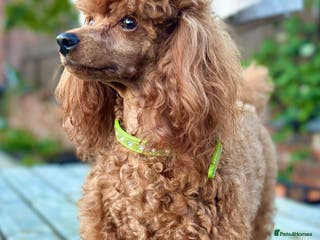 Toy Poodle dogs Proven KC REGISTERED TOY POODLE HEALTH TESTED - Advert 16