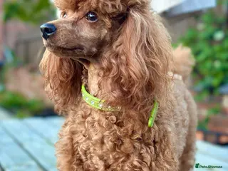 Toy Poodle dogs Proven KC REGISTERED TOY POODLE HEALTH TESTED - Advert 20