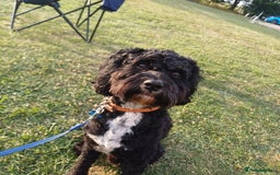 Cavapoo dogs for stud: Cavapoo for stud - Image 1