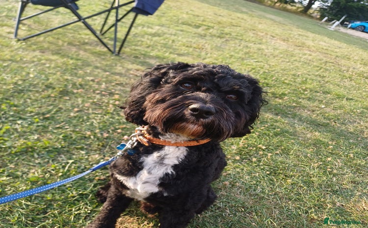 Cavapoo dogs - Advert 1