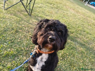 Cavapoo dogs - Advert 2