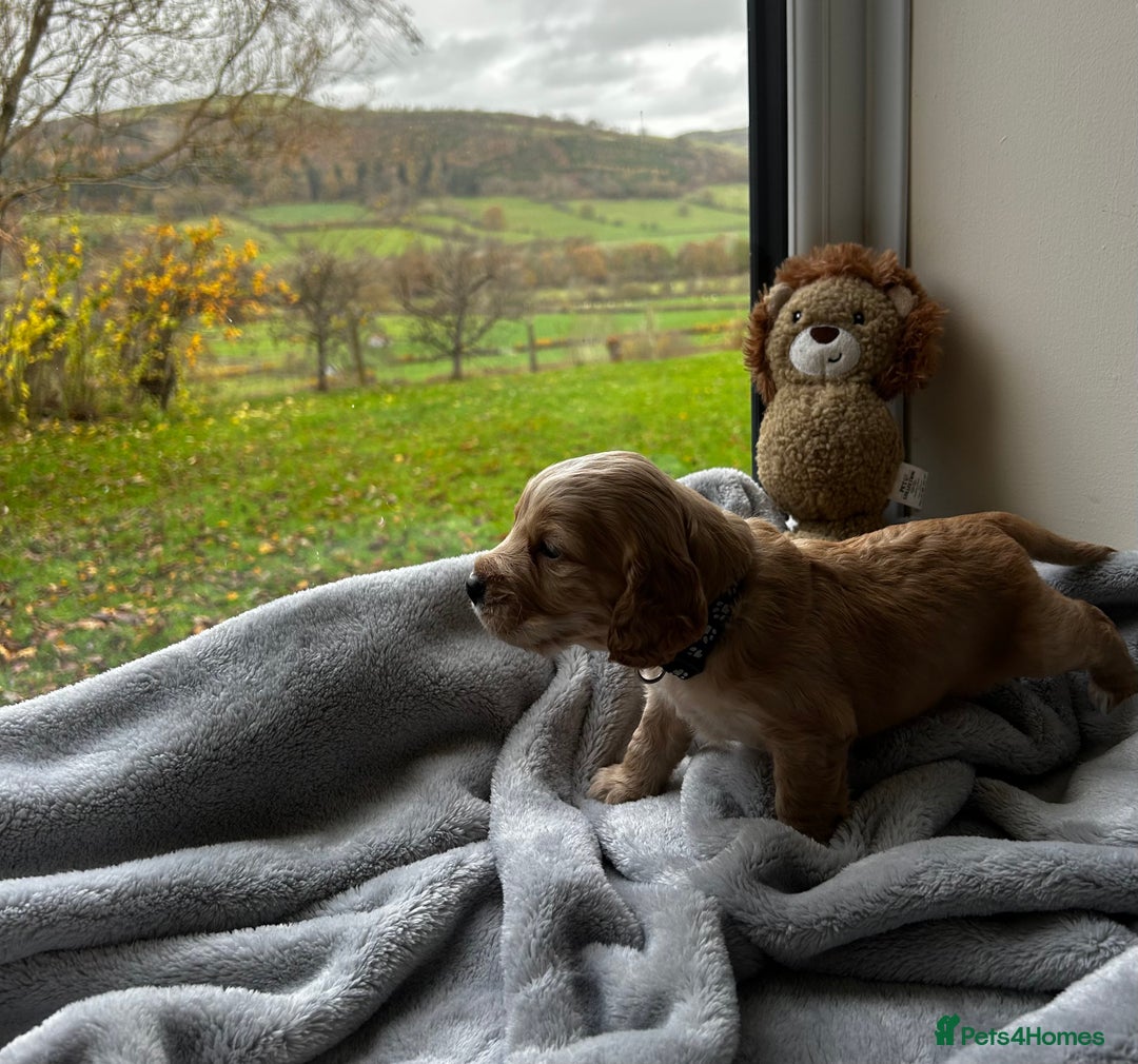 Cocker Spaniel dogs for sale: ✨ Cuddles Await from our Cocker Spaniel Pups  - Advert 27