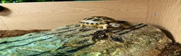 Tortoise reptiles for sale: Horsfields Tortoise - Advert 2