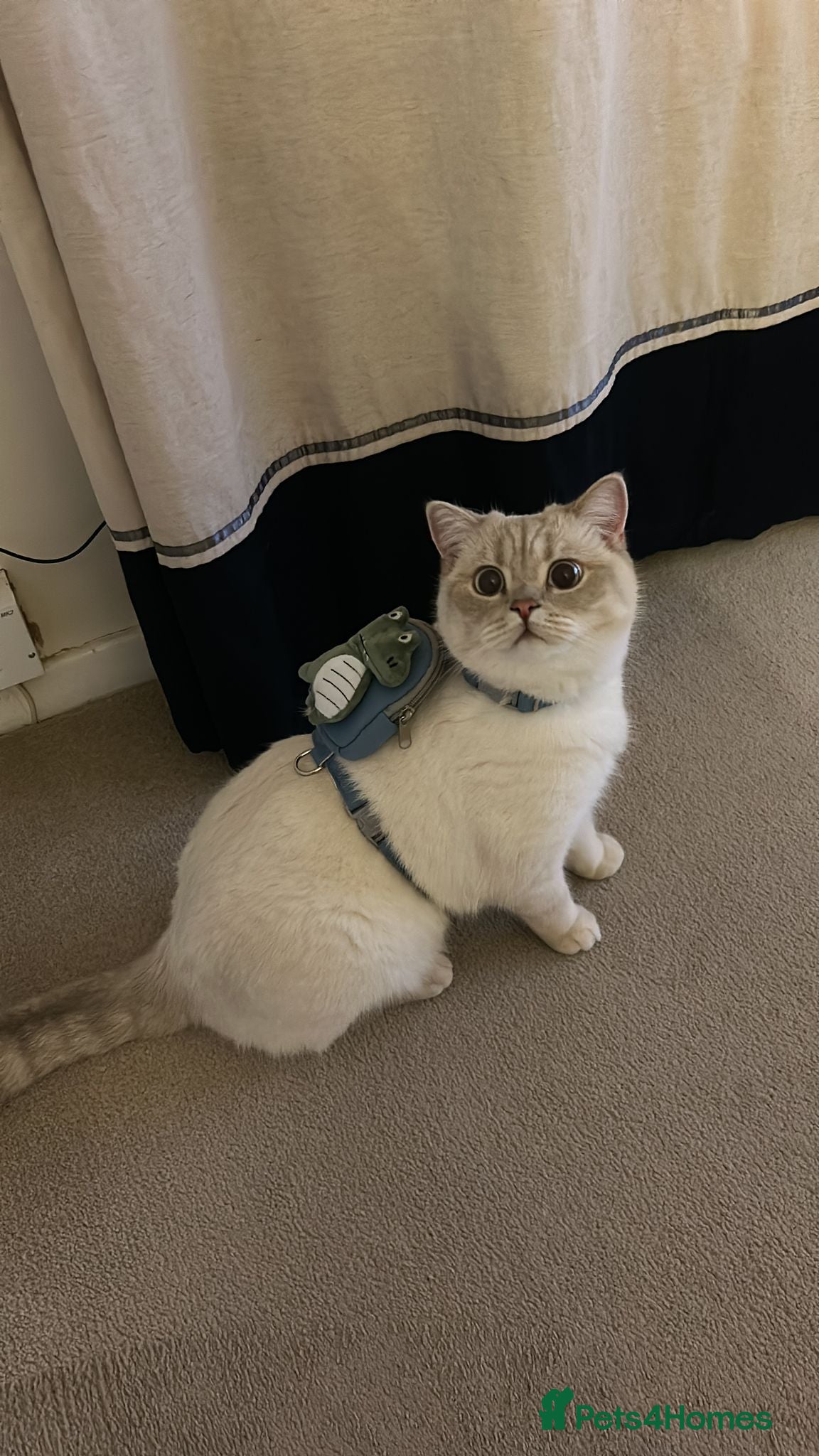 British Shorthair cats Pedigree British Shorthair Twins - Advert 1