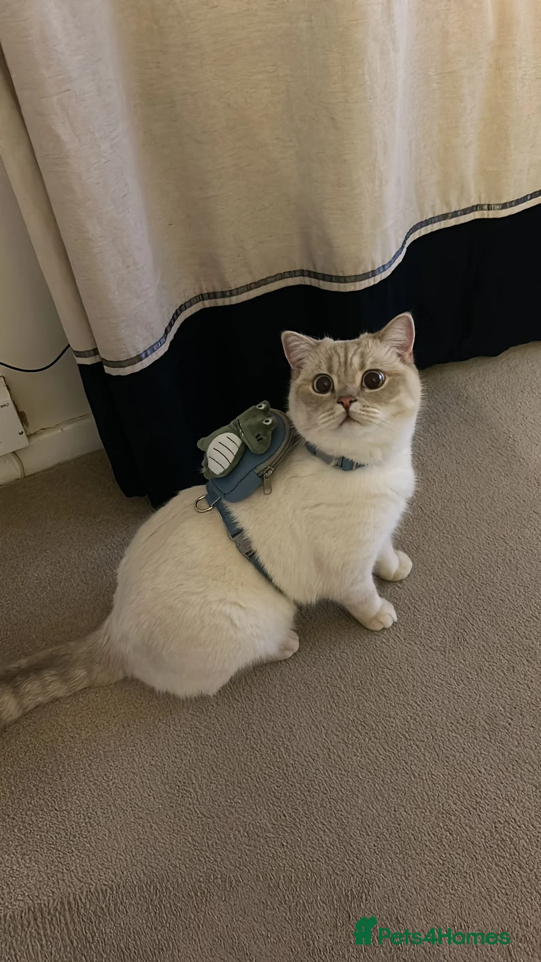 British Shorthair cats for sale: Pedigree British Shorthair Twins - Advert 1