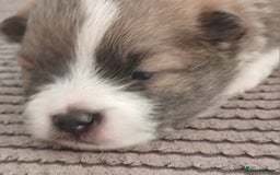 Pomeranian dogs for sale: Two male pom pups ready by 4th oct 25 - Image 6