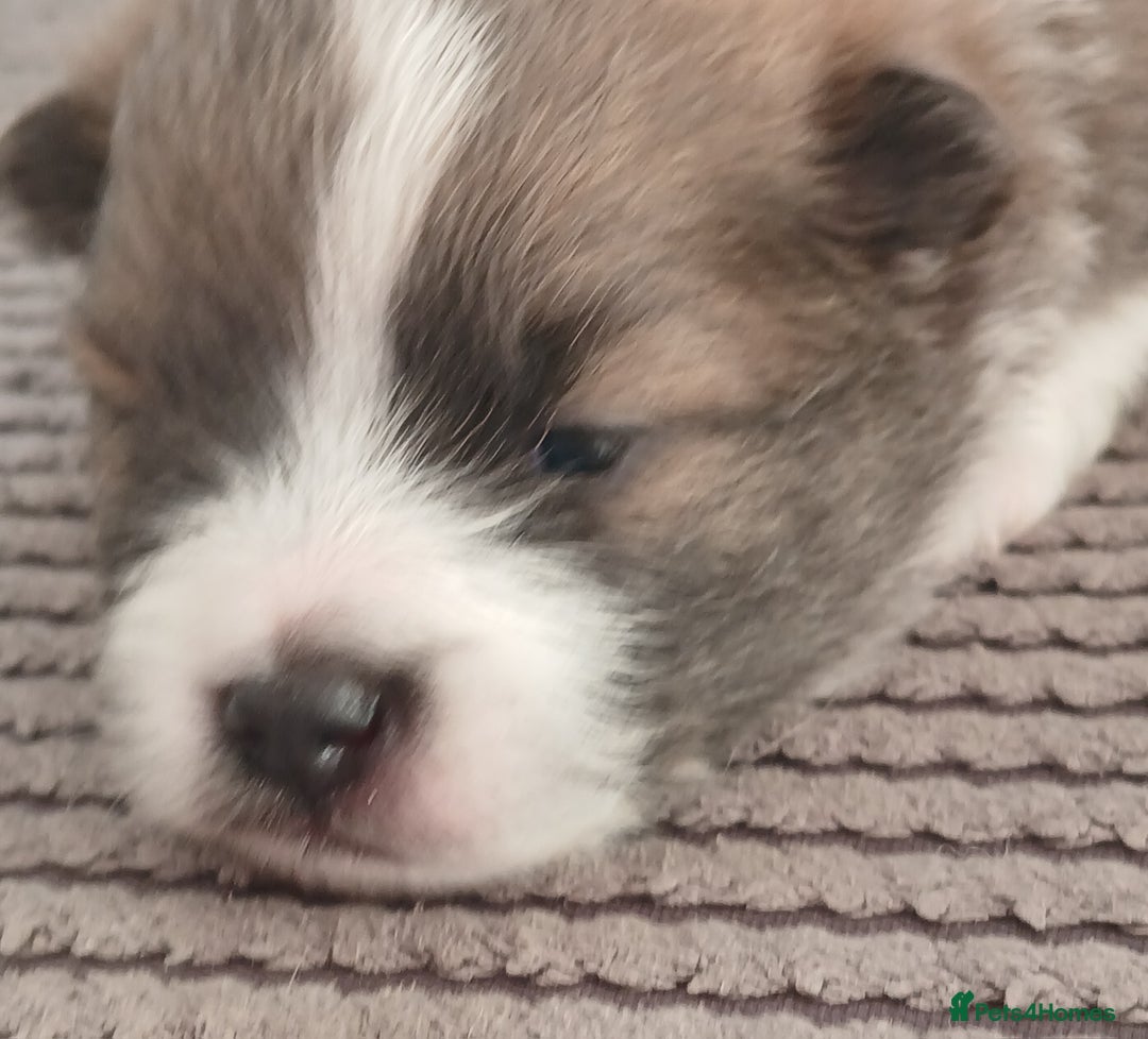 Pomeranian dogs for sale: Two male pom pups ready by 4th oct 25 - Image 6