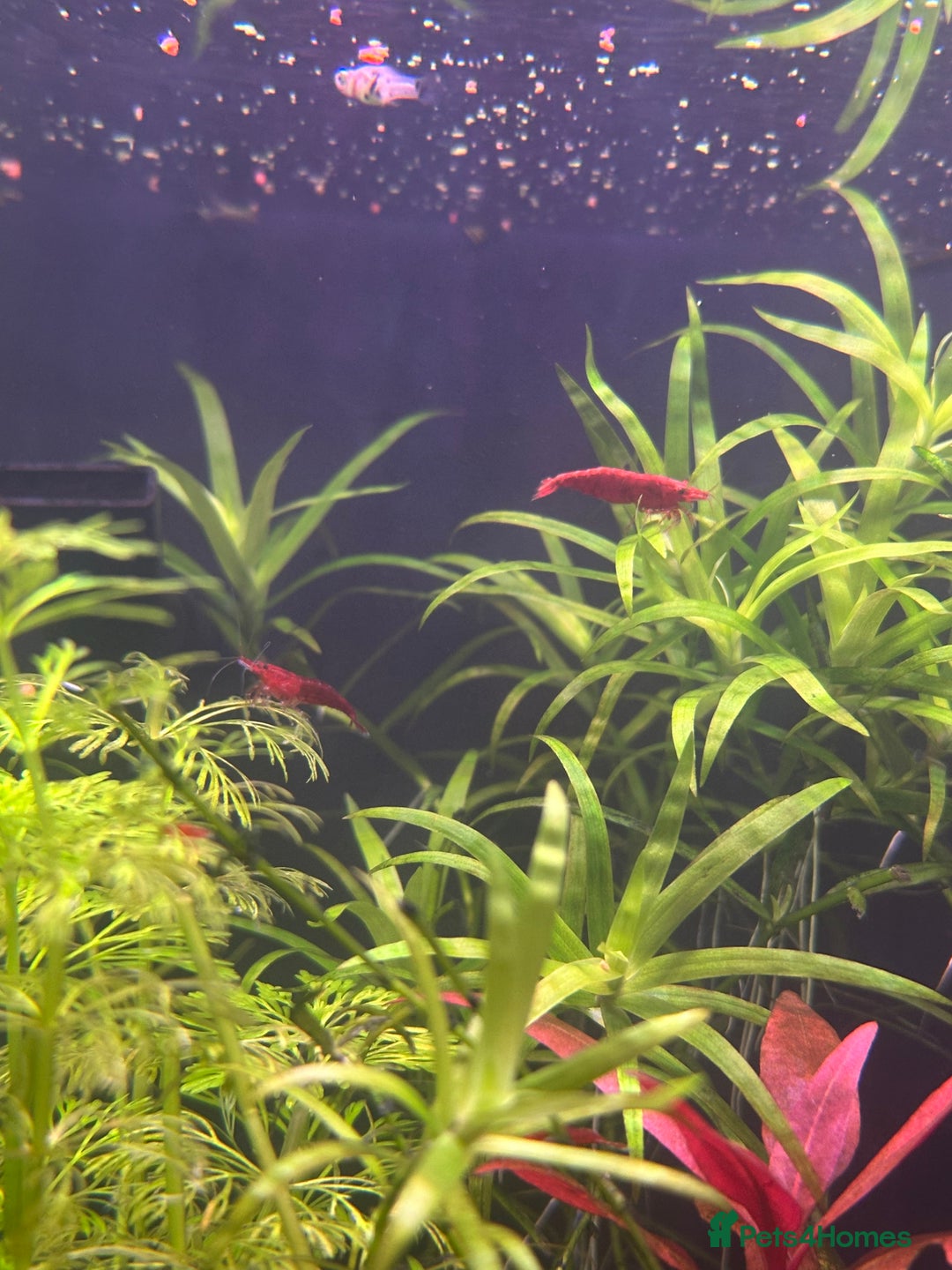 Shrimps fish for sale: Red Cherry Shrimps - Advert 4