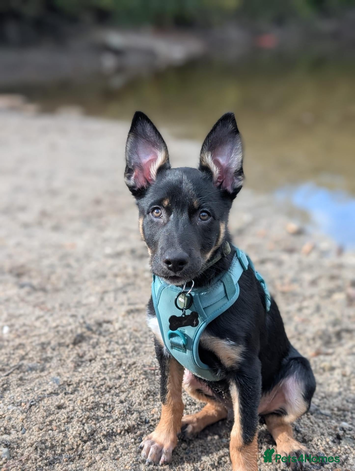 Mixed Breed dogs Kelpie x collie  - Advert 7