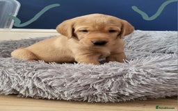 Labrador Retriever dogs for sale: Red fox Labrador retriever puppies  - Image 5