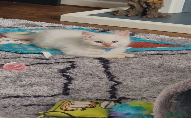Ragdoll cats - Advert 14