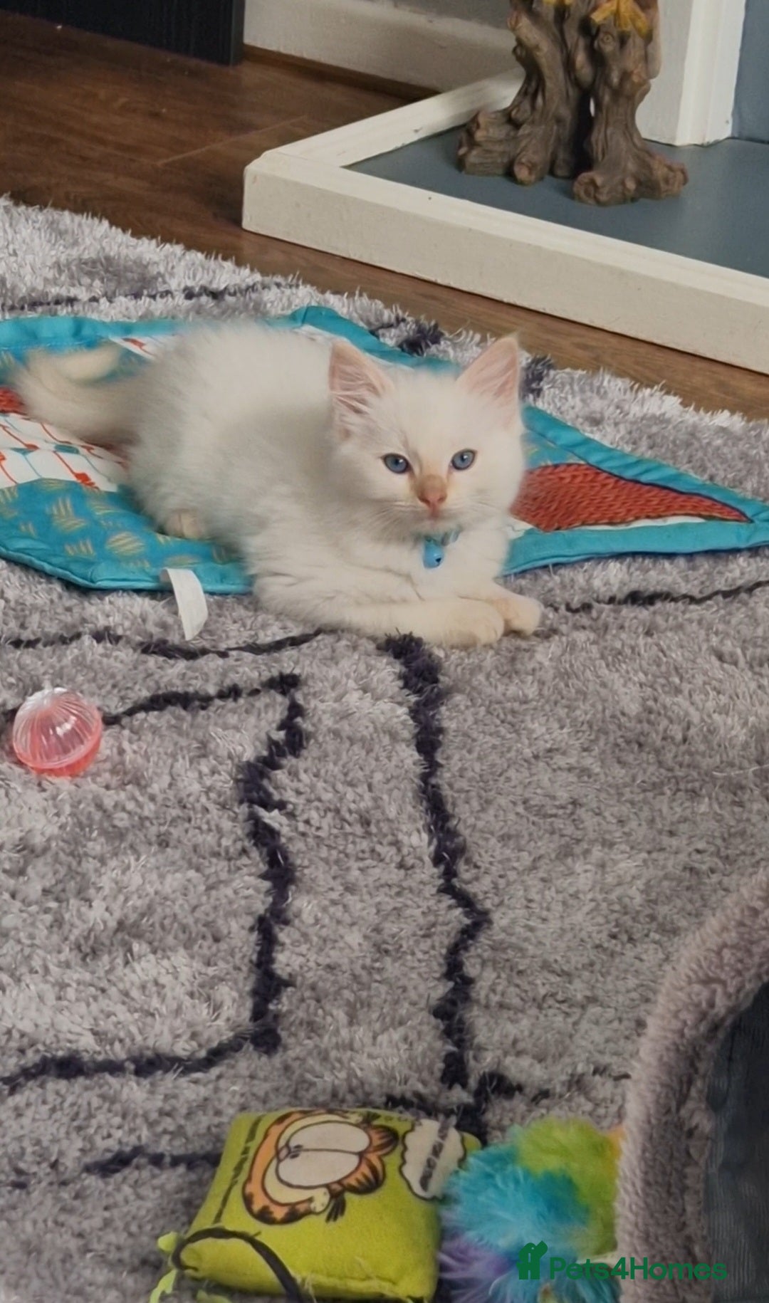 Ragdoll cats for sale: 4 Beautiful Ragdoll Kittens - Image 1