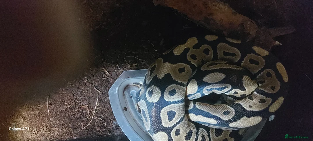 Python Snake reptiles for sale: Snake starter set up full - Advert 7