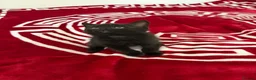 Mixed Breed cats for sale: 6 beautiful kitties looking for forever home  - Advert 10