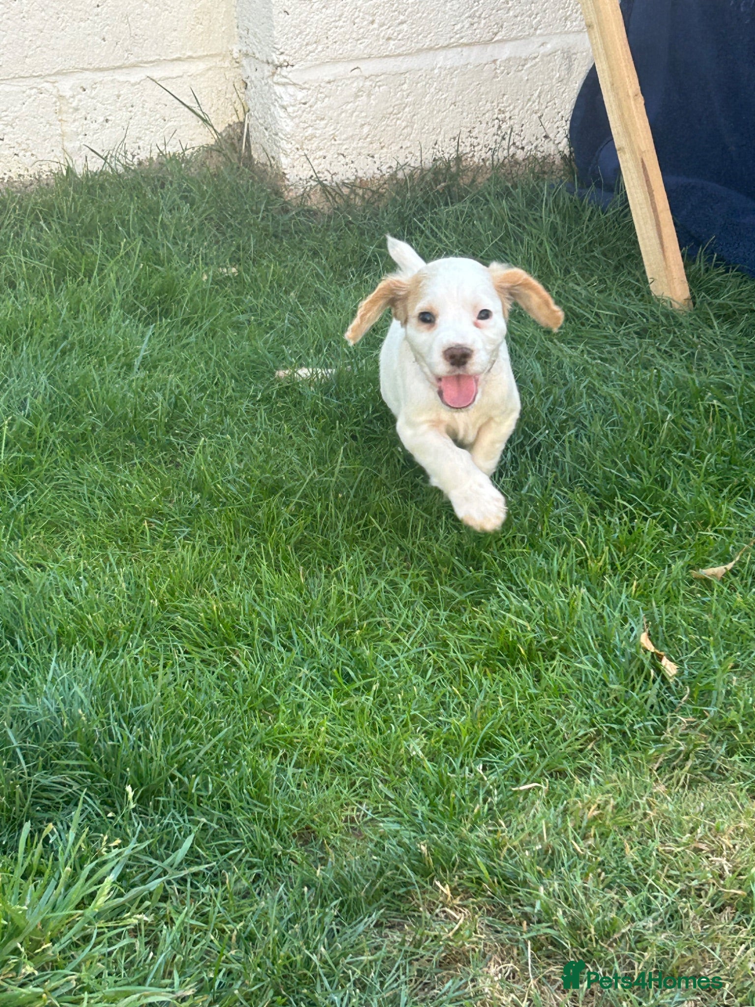 Cocker Spaniel dogs Working cocker spaniel Kc reg healthtested parents - Advert 5