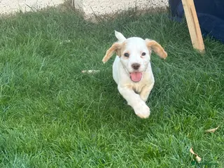 Cocker Spaniel dogs Working cocker spaniel Kc reg healthtested parents - Advert 5