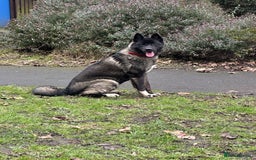 Akita dogs for sale: American Akita puppies 1 male 5 female  - Image 2