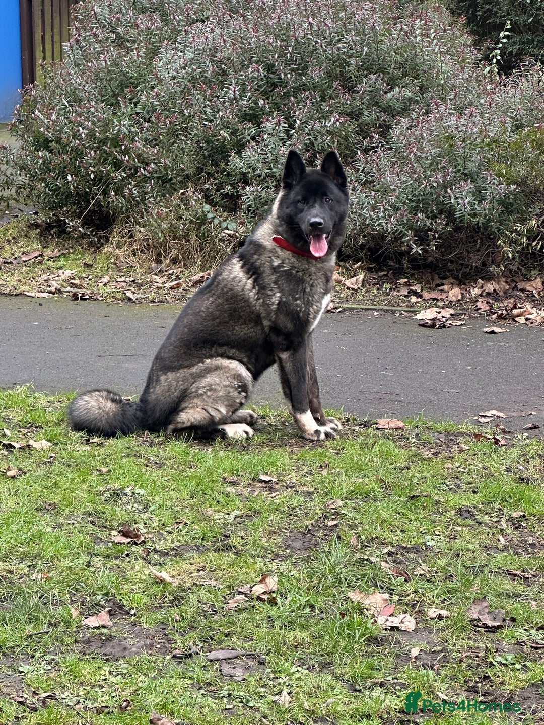 Akita dogs for sale: American Akita puppies 1 male 5 female  - Image 2
